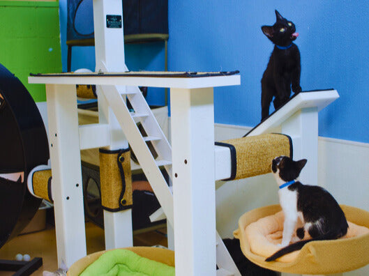 Cats enjoying enrichment time in a communal cat room